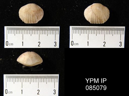 Uncinulus hebe