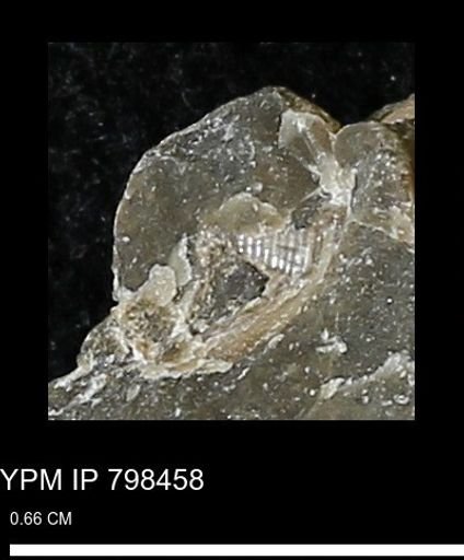 undet. Mollusca