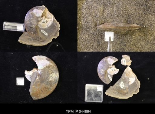 Sphenodiscus lenticularis