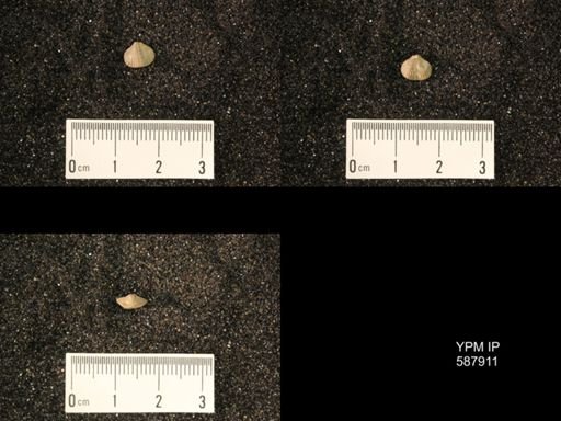 Zygospira modesta