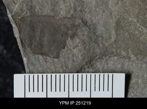 undet. Eurypterida