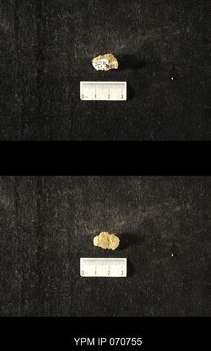 Favosites sp.