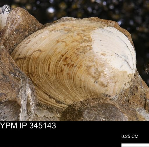Limopsis striatopunctatus