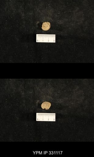 Trepospira sphaerulata