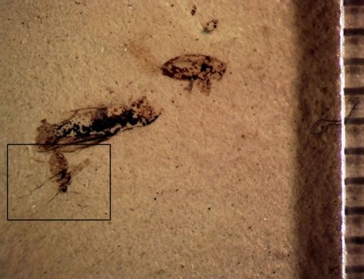undet. Diptera