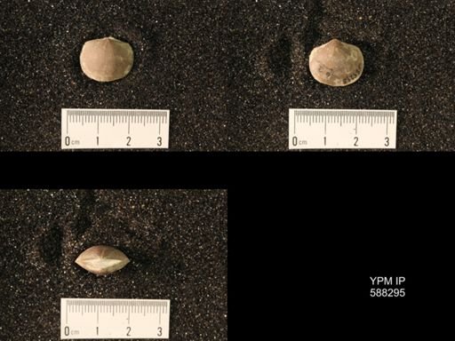 Pionodema uniplicata
