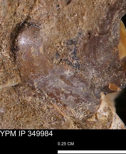 undet. Mollusca