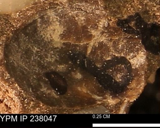 undet. Bivalvia