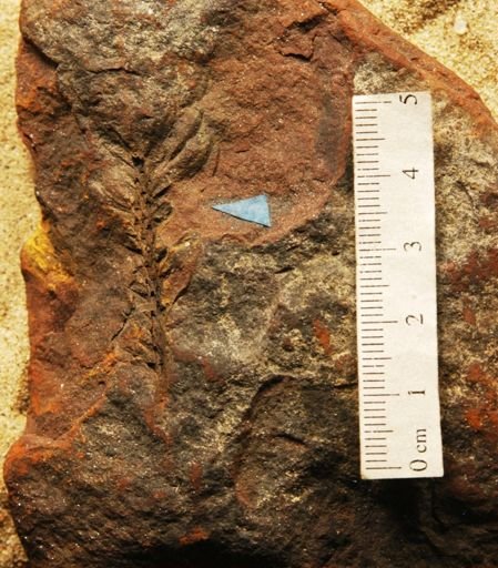 Cunninghamites elegans