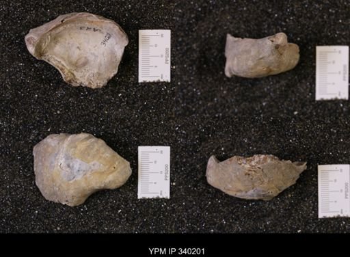 Gryphaea sp.