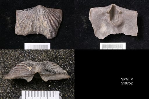 Platystrophia ponderosa
