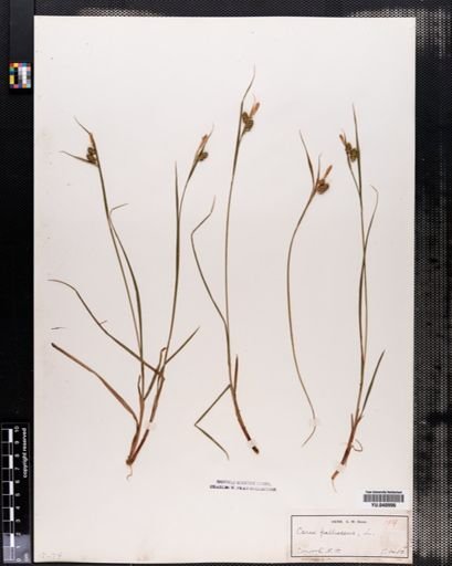 Carex pallescens