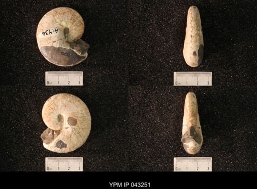 Hoploscaphites nicolletii