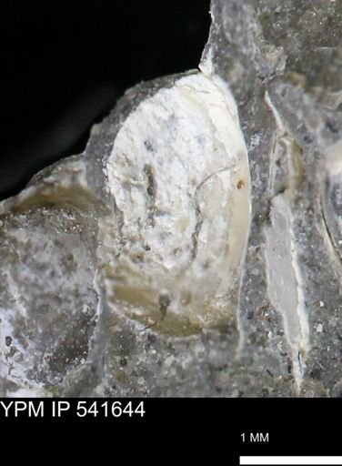 Limopsis striatopunctatus