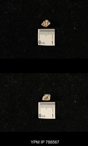 undet. Brachiopoda