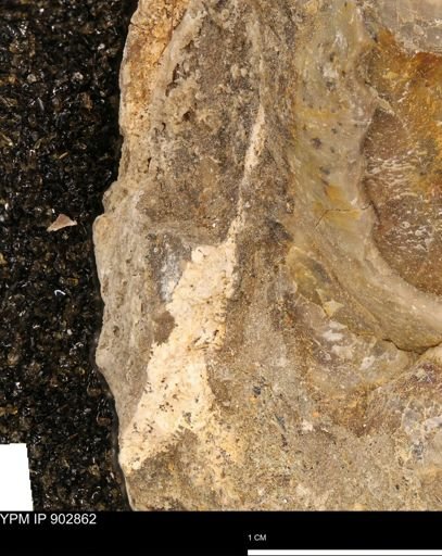 undet. Mollusca