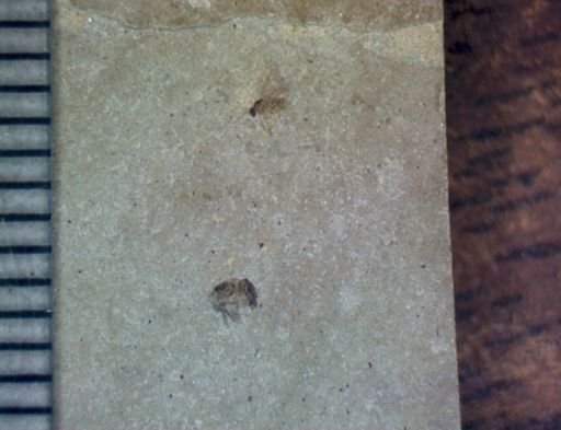 undet. Diptera