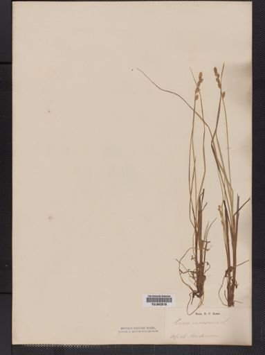 Carex canescens