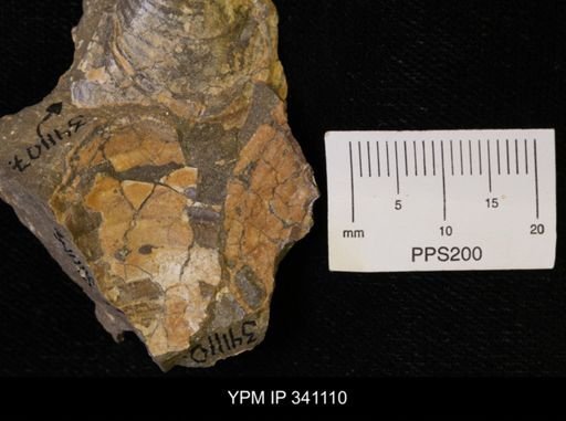 Scaphites sp.