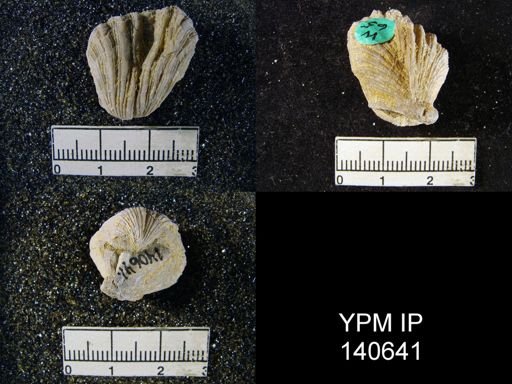 Streptorhynchus (Kiangsiella) pectiniformis