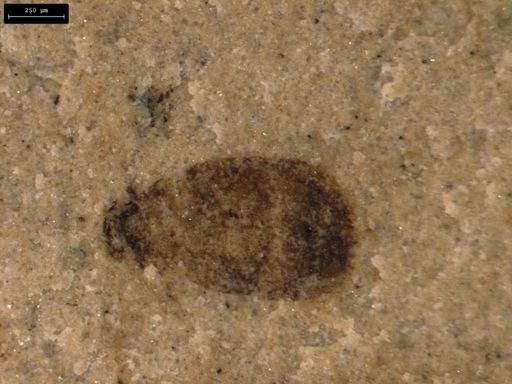 taxon undetermined
