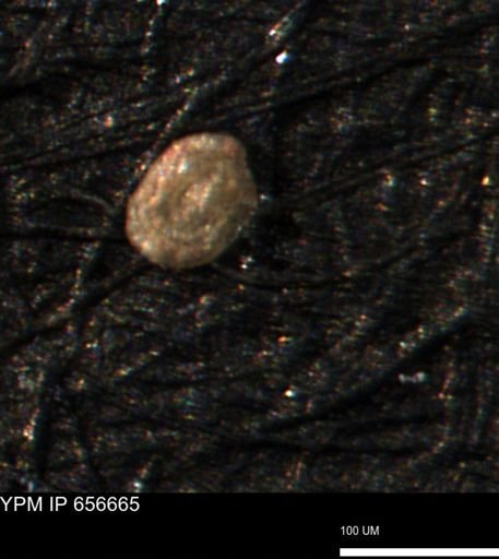 Spirolocammina planula
