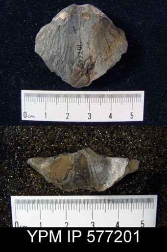 Platyrachella sp.