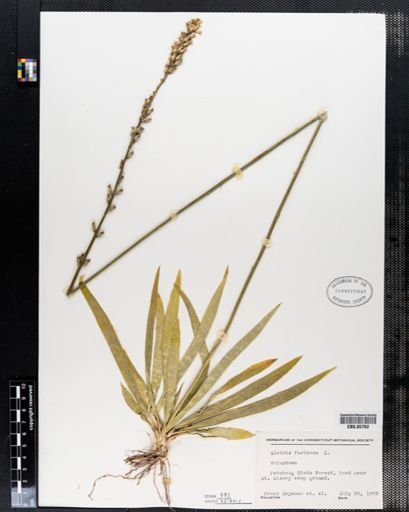 Aletris farinosa