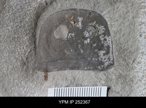 Eurypterus sp.