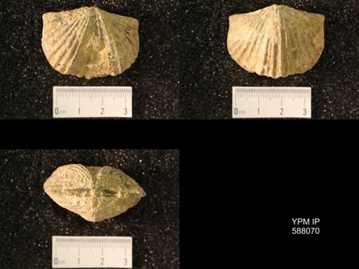 Platystrophia laticostata