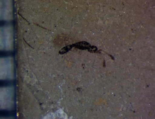 Hymenoptera?