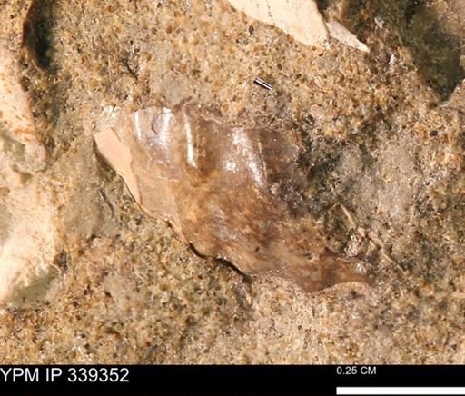 undet. Scaphitidae