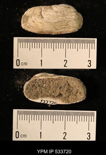 Hiatella arctica