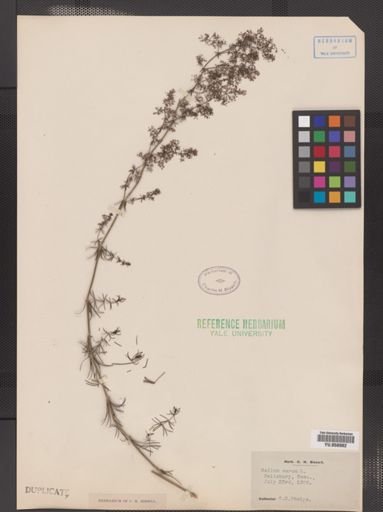 Galium verum