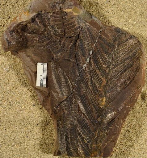 Pecopteris miltoni