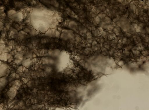 Haliclona cinerea?