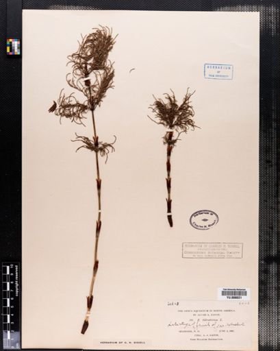 Equisetum sylvaticum