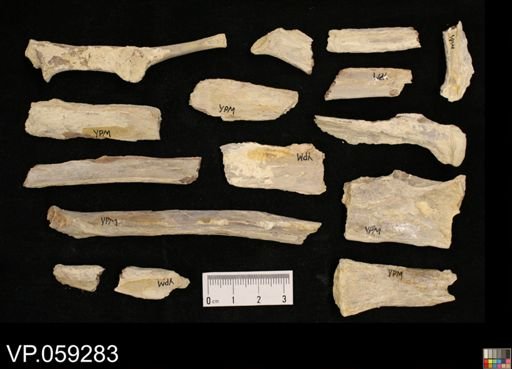 undet. Actinopterygii