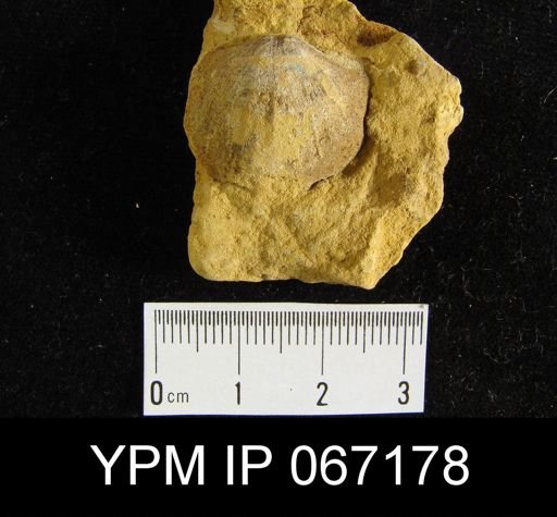 Atrypa reticularis