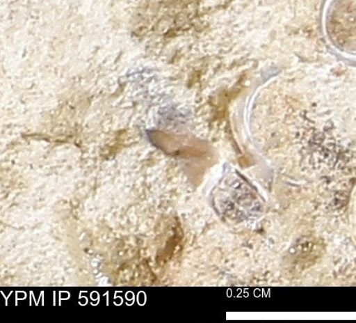 Serpulidae