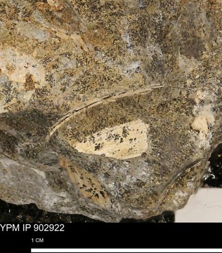 undet. Bivalvia