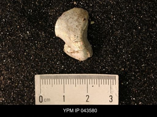 Hoploscaphites nicolletii