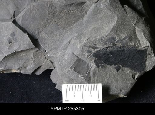Eurypterida
