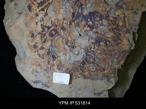 Graptolithina