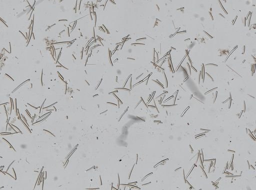 Clathria pennata