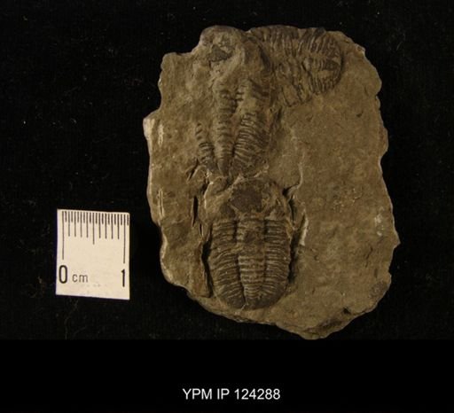 Phacops rana