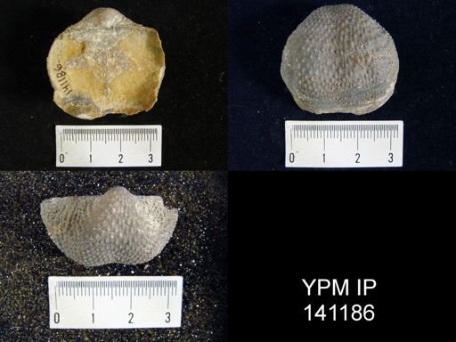 Waagenoconcha humboldti