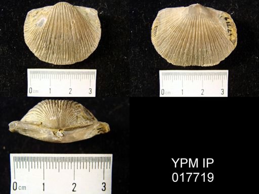 Hebertella sinuata