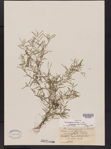 Potamogeton pusillus var. tenuifolius