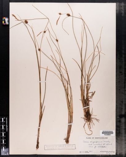 Carex oligosperma